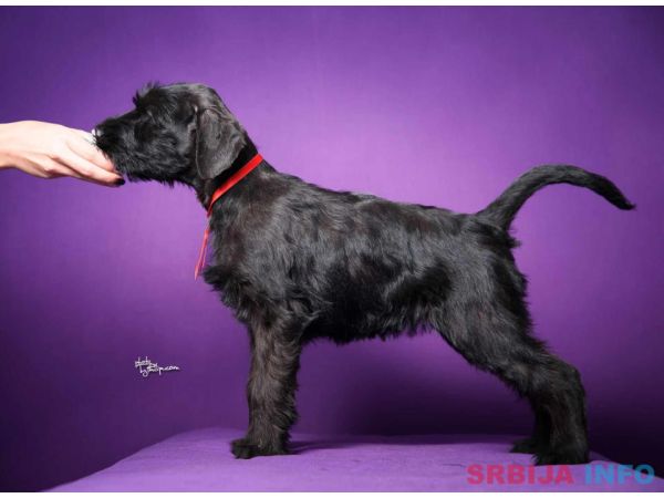 Veliki crni &Scaron;NAUCERI 