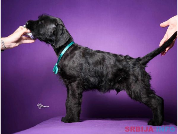 Veliki crni &Scaron;NAUCERI 