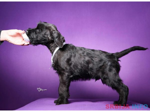 Veliki crni &Scaron;NAUCERI 