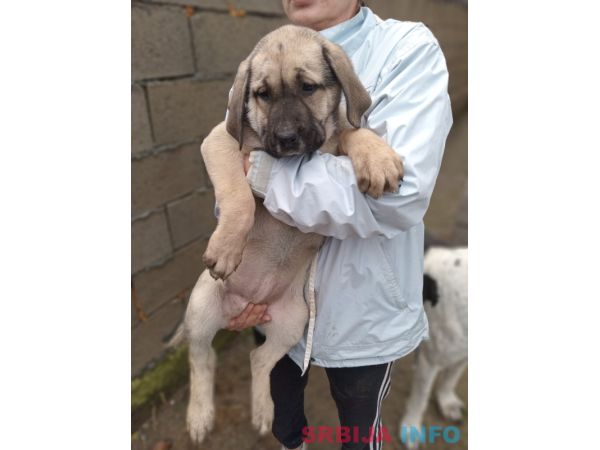 Bandog stenci na prodaju