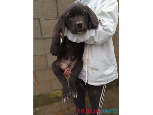 Bandog stenci na prodaju