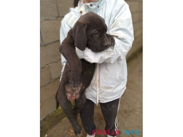 Bandog stenci na prodaju