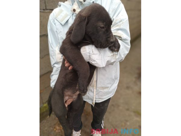 Bandog stenci na prodaju