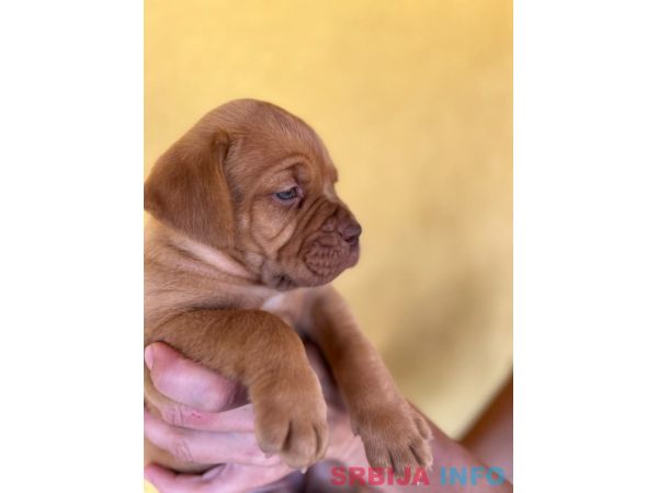 Bordoške DOGE ženke 