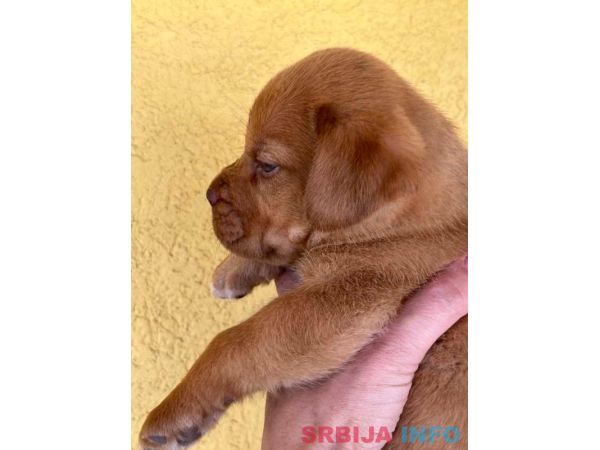 Bordo&scaron;ke DOGE ženke 