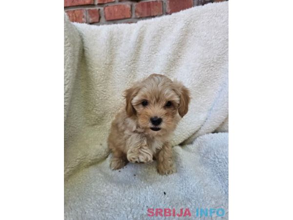 Maltipoo stenci spremni su za preuzimanje 