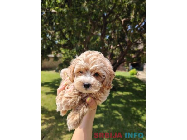 Maltipoo stenci