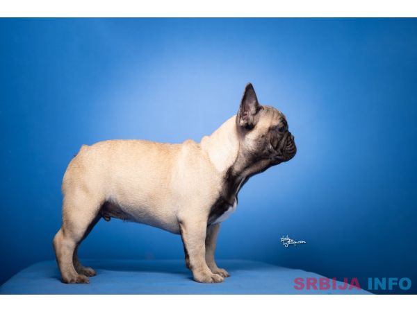 Francuski Buldog prelepi stenci