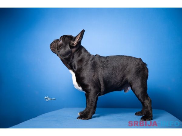 Francuski Buldog prelepi stenci