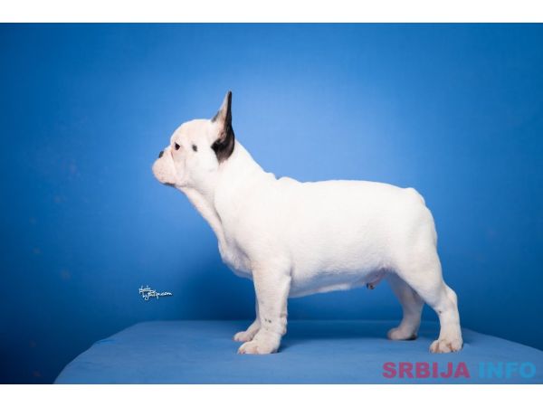 Francuski Buldog prelepi stenci