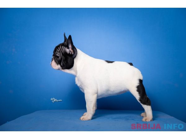 Francuski Buldog prelepi stenci