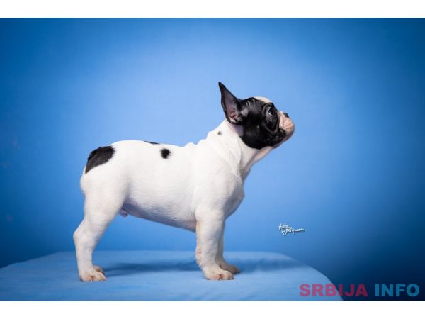 Francuski Buldog prelepi stenci