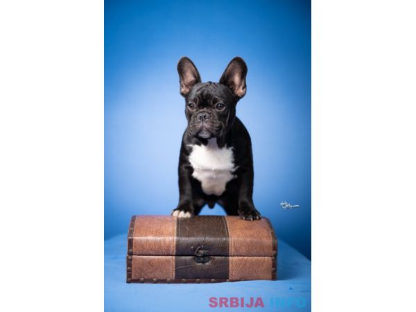 Francuski Buldog prelepi stenci