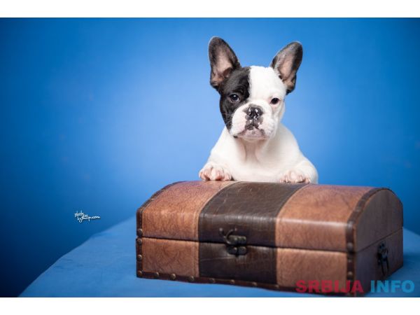 Francuski Buldog prelepi stenci