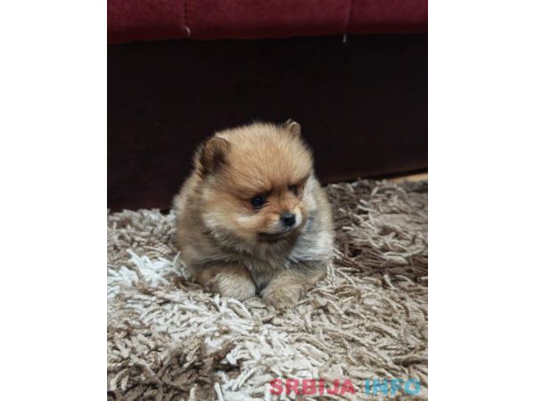 &Scaron;tenci pomeranskog &scaron;pica prelepog krzna 