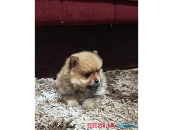 &Scaron;tenci pomeranskog &scaron;pica prelepog krzna 