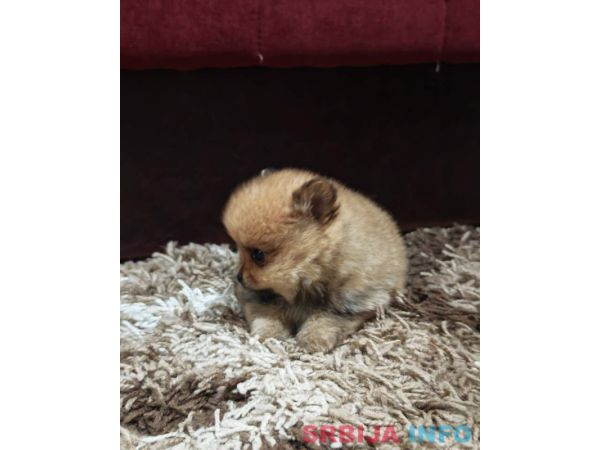 &Scaron;tenci pomeranskog &scaron;pica prelepog krzna 