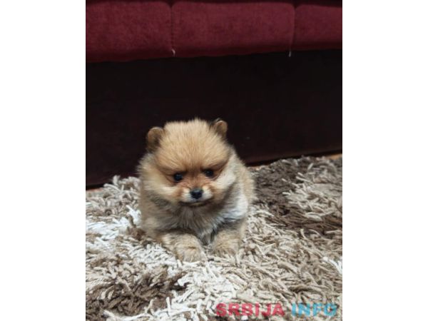 &Scaron;tenci pomeranskog &scaron;pica prelepog krzna 