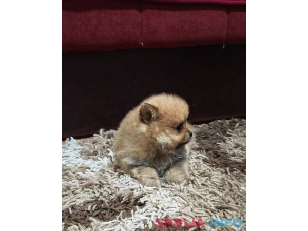 &Scaron;tenci pomeranskog &scaron;pica prelepog krzna 