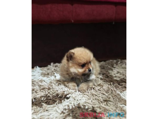 &Scaron;tenci pomeranskog &scaron;pica prelepog krzna 