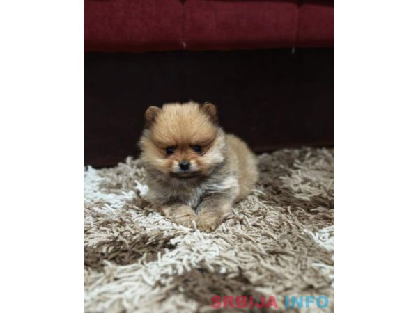 &Scaron;tenci pomeranskog &scaron;pica prelepog krzna 