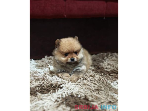 &Scaron;tenci pomeranskog &scaron;pica prelepog krzna 