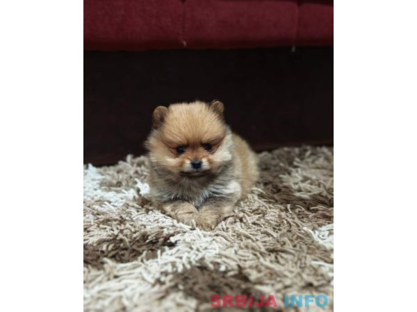 &Scaron;tenci pomeranskog &scaron;pica prelepog krzna 