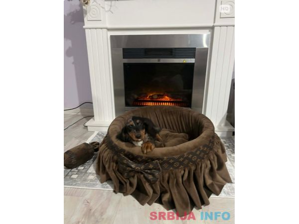 Patuljasti dugodlaki jazavičar, merle ženka