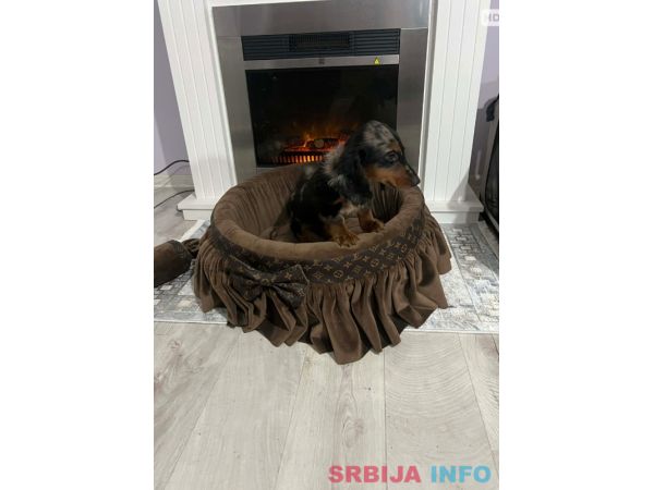 Patuljasti dugodlaki jazavičar, merle ženka