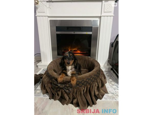 Patuljasti dugodlaki jazavičar, merle ženka