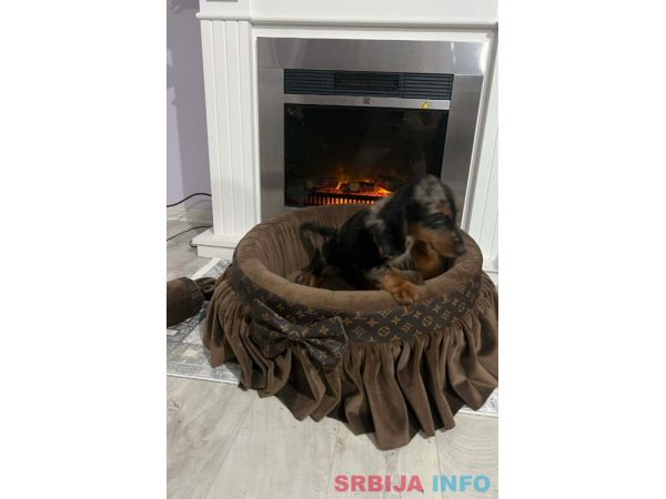 Patuljasti dugodlaki jazavičar, merle ženka
