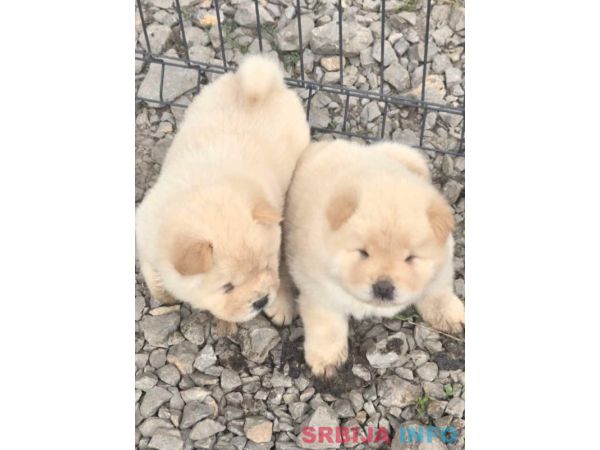 Chow chow prelepi krem stenci 