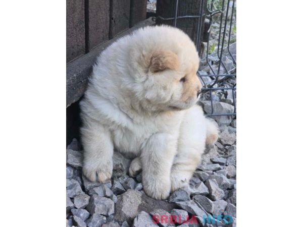 Chow chow prelepi krem stenci 