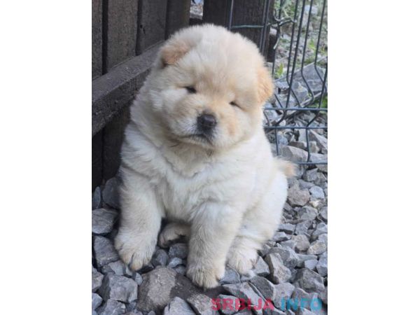 Chow chow prelepi krem stenci 