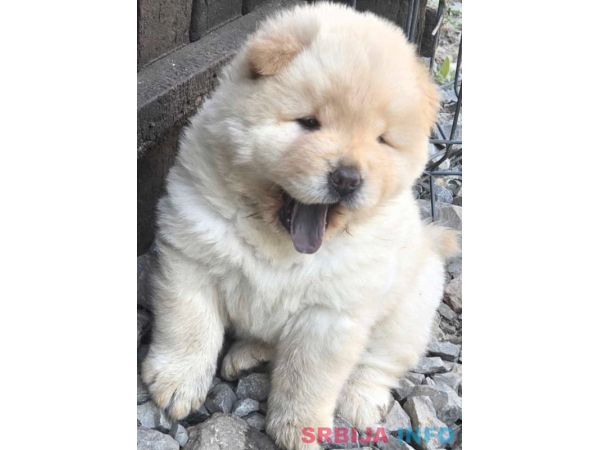 Chow chow prelepi krem stenci 