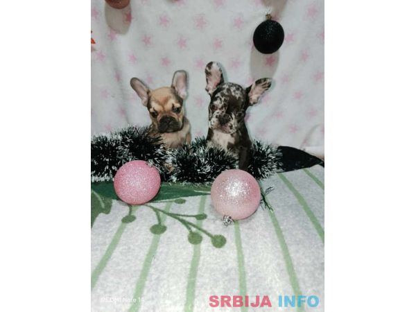 Francuski buldog – četiri muška šteneta I jedna ženkica