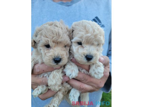 Maltipoo prelepi &scaron;tenci
