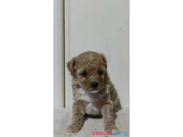 Maltipoo prelepi &scaron;tenci