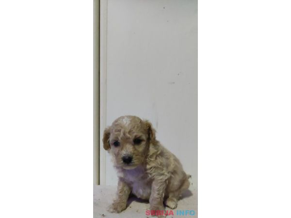 Maltipoo prelepi &scaron;tenci