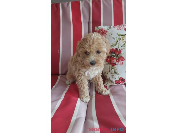 Maltipoo prelepi &scaron;tenci