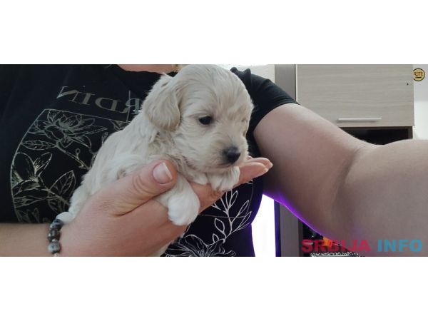 Maltipoo prelepi &scaron;tenci
