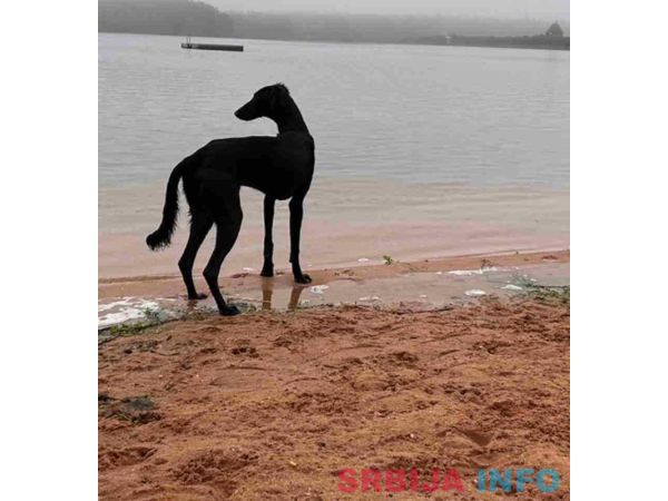 Saluki &scaron;tenci, jedinstvena prilika 