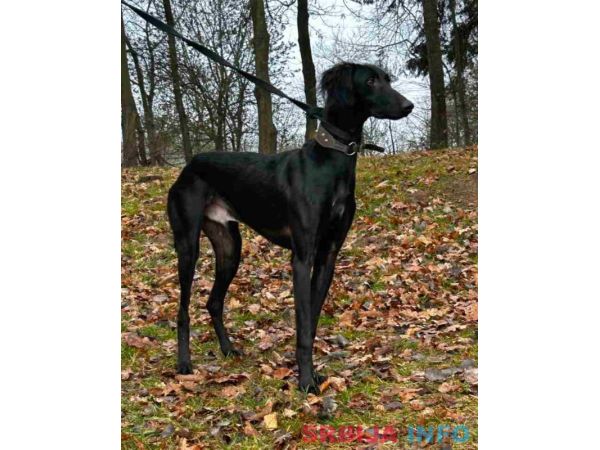 Saluki &scaron;tenci, jedinstvena prilika 
