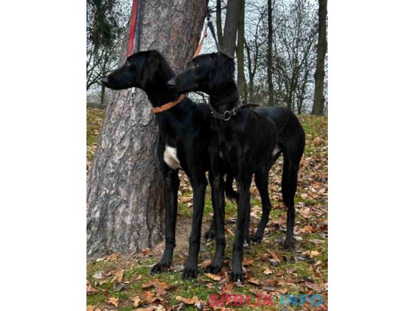 Saluki &scaron;tenci, jedinstvena prilika 
