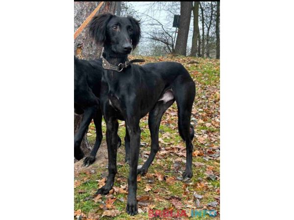 Saluki &scaron;tenci, jedinstvena prilika 