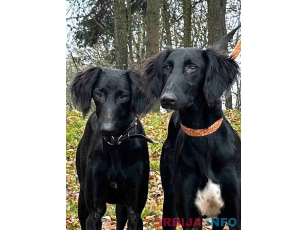 Saluki &scaron;tenci, jedinstvena prilika 