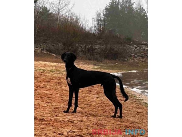 Saluki &scaron;tenci, jedinstvena prilika 