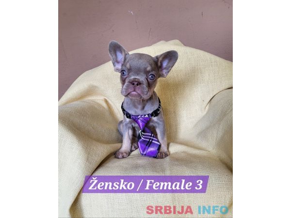 Francuski Bulldog &scaron;tenci exotik boja