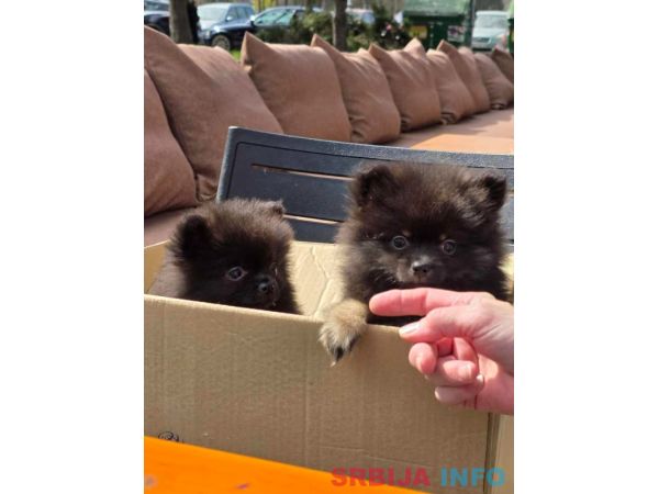 Na prodaju preslatki pomeranci 