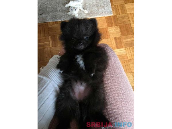 Na prodaju preslatki pomeranci 